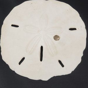 5 Sand Dollards from the Jersey Shore